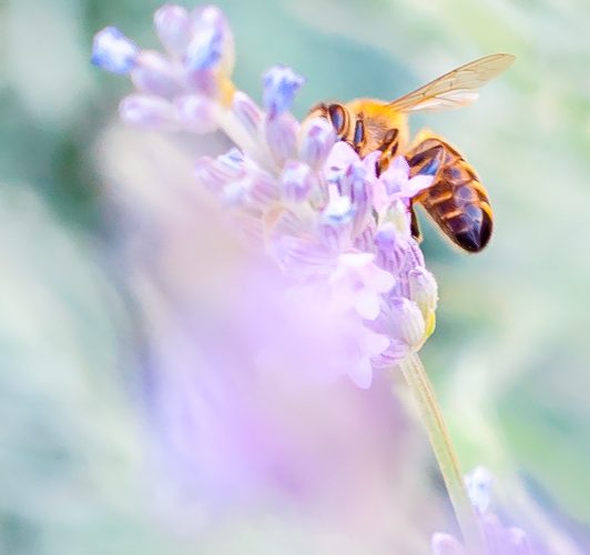 abeille fleur