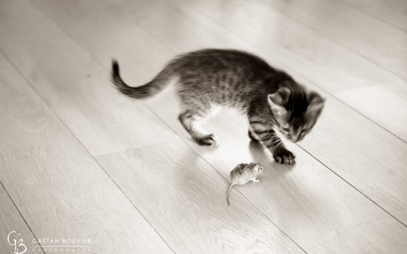 souris